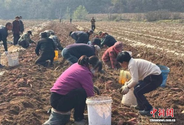 信康配资 （乡村行·看振兴）山西长治潞城区：红薯“链”动增收 助力乡村发展